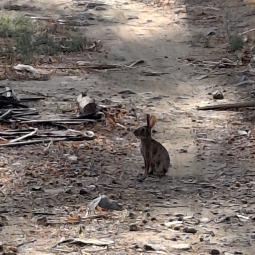 BetoRodriguez gravatar