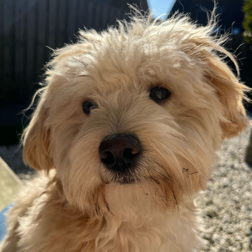 WichardRiezebos gravatar